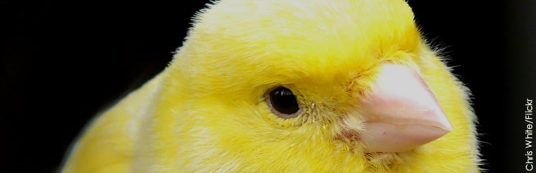 Heeding the Canary in the Coal Mine on Climate Change